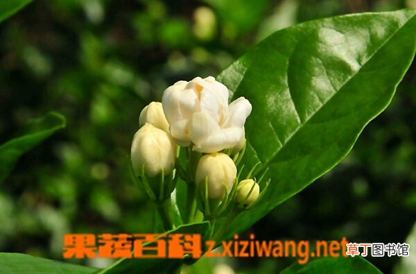 养茉莉花的好处 养茉莉花的注意事项