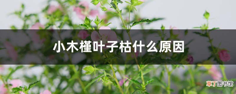 小木槿叶子枯什么原因，冬天落叶吗