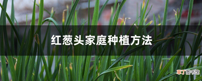 红葱头家庭种植方法,种植全过程