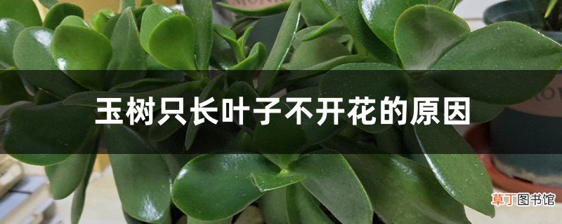玉树只长叶子不开花的原因，怎么解决