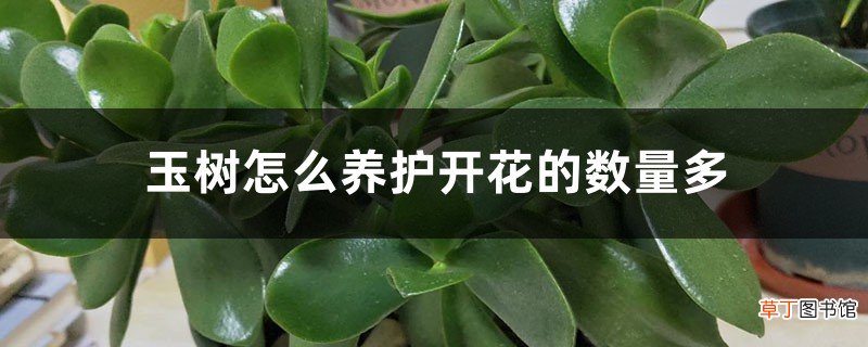 玉树怎么养护开花的数量多，花期在什么时间