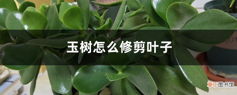 玉树怎么修剪叶子，要注意什么
