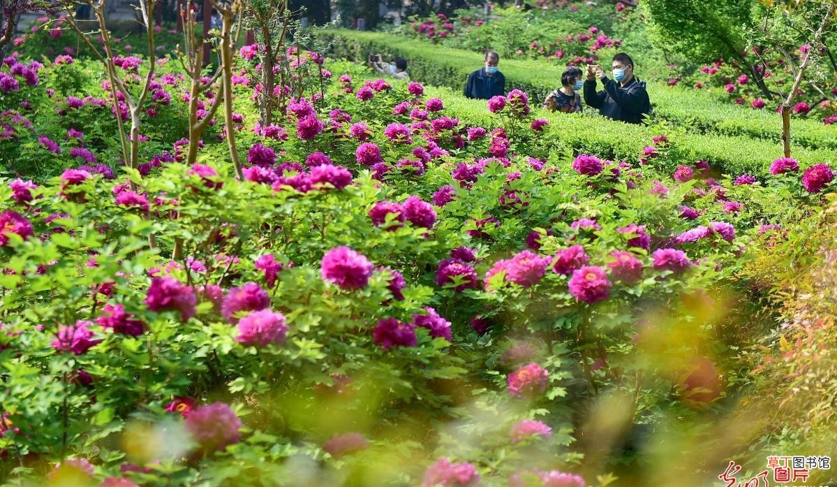 洛阳牡丹什么季节开花 洛阳牡丹什么时候开花