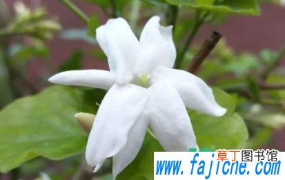 新房放什么花寓意好 新房装好了放什么草花最好