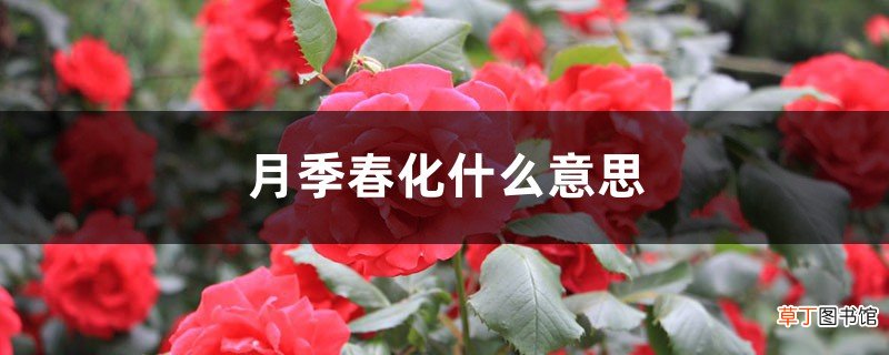 月季春化什么意思，如何春化