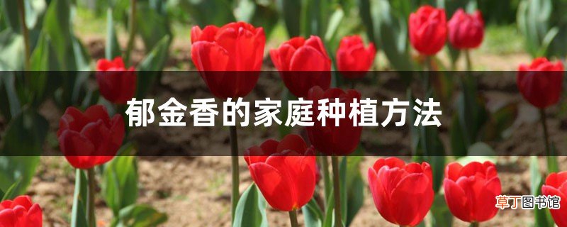 郁金香的家庭种植方法，什么时间种植