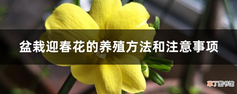 盆栽迎春花的养殖方法和注意事项，如何繁殖