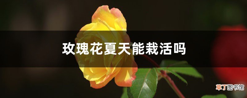 玫瑰花夏天能栽活吗，怎么栽种