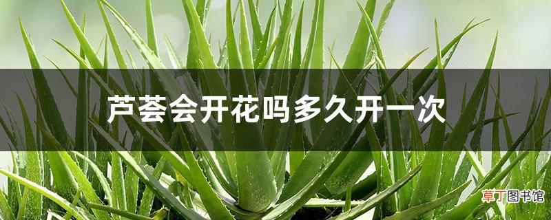 芦荟会开花吗多久开一次，如何促进开花