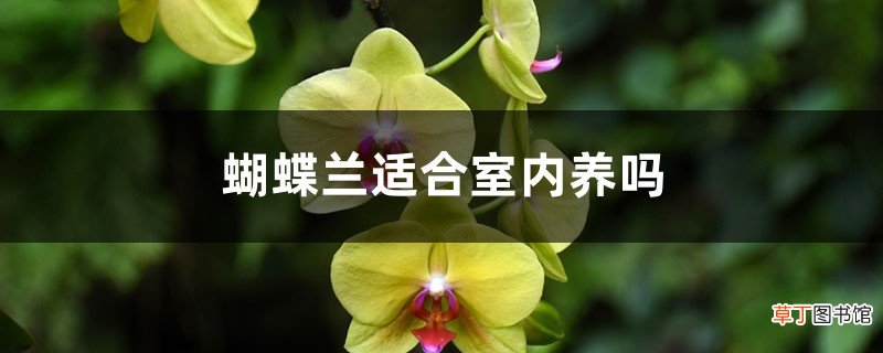 蝴蝶兰适合室内养吗，如何养护长的好