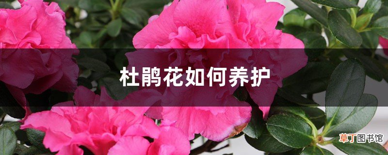 杜鹃花如何养护，提供什么土壤
