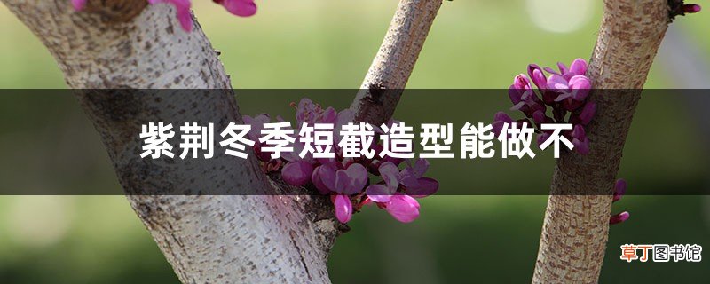 紫荆冬季短截造型能做不，冬季注意事项