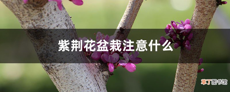 紫荆花盆栽注意什么，需要修剪吗