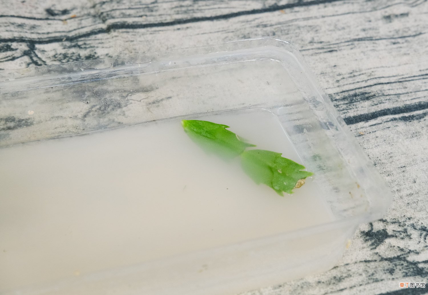 蟹爪兰有花苞了还能施肥吗，开花的时候怎么施肥浇水