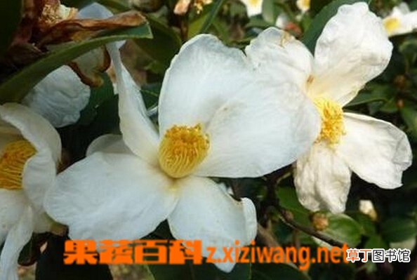 野生山茶花图片和功效