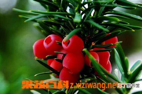 红豆杉叶子发黄怎么办