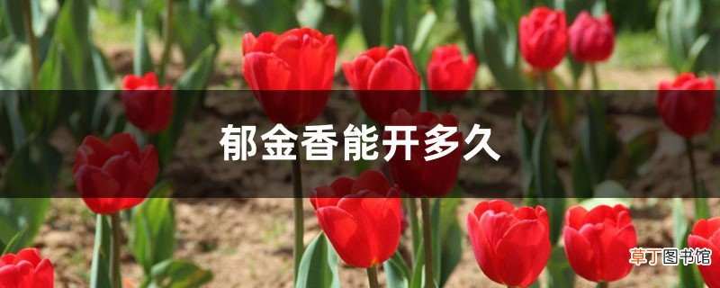 郁金香能开多久，如何延长花期