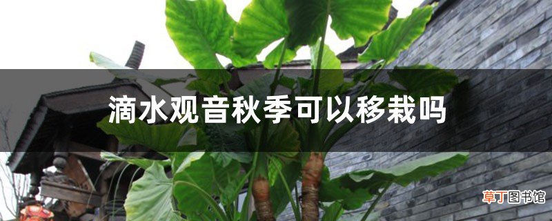 滴水观音秋季可以移栽吗，移栽后叶子发黄