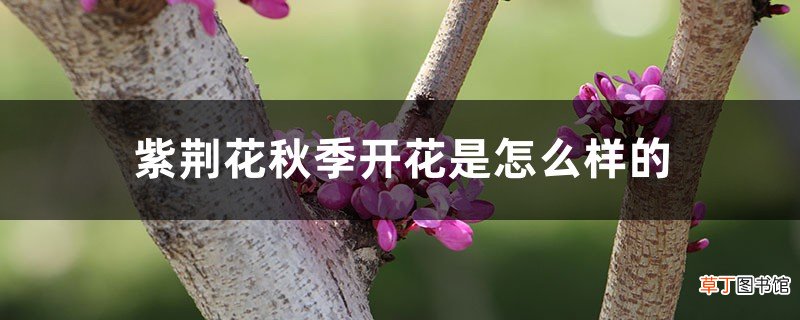 紫荆花秋季开花是怎么样的，多久施一次肥