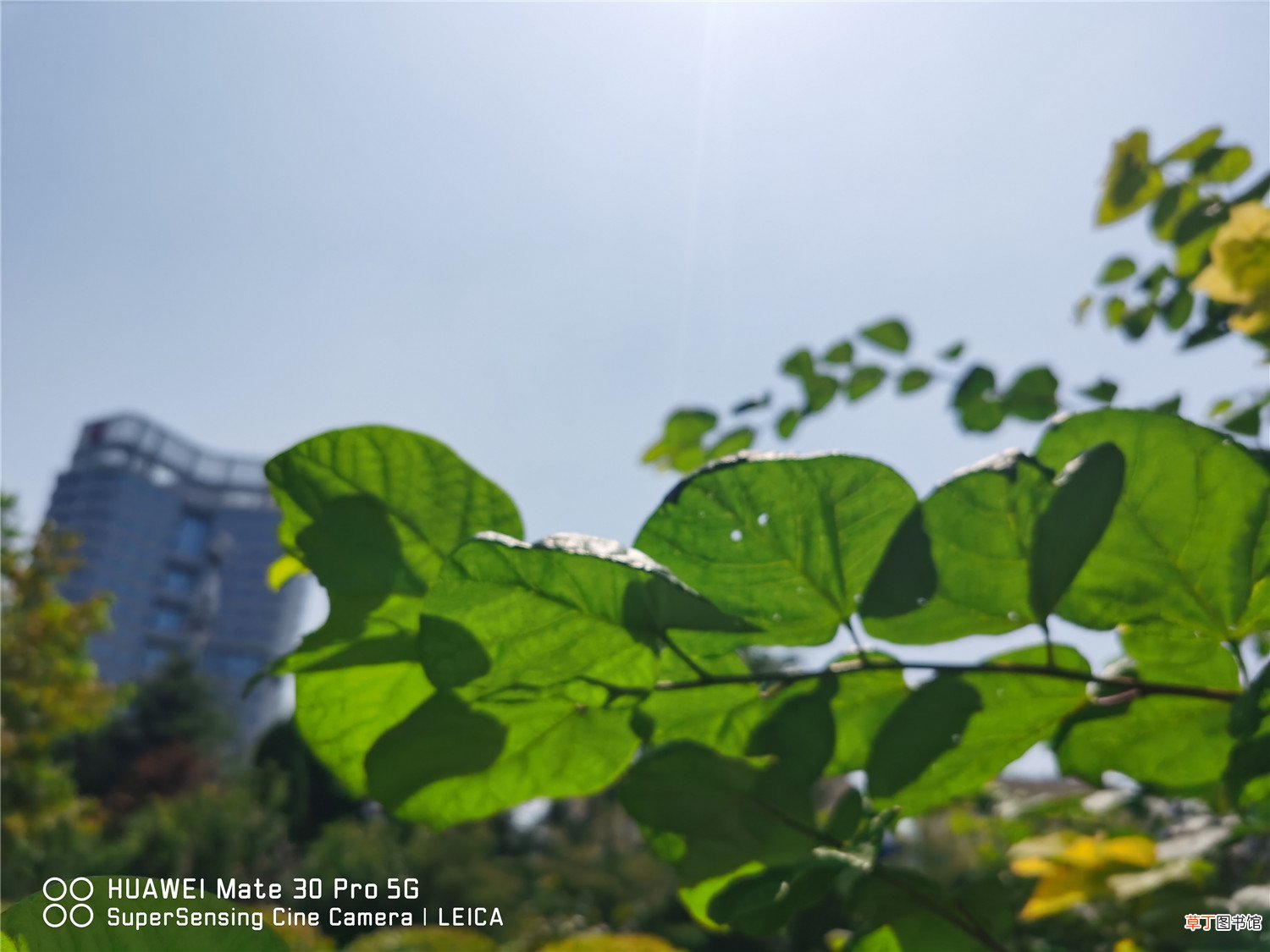 紫荆花秋季开花是怎么样的，多久施一次肥