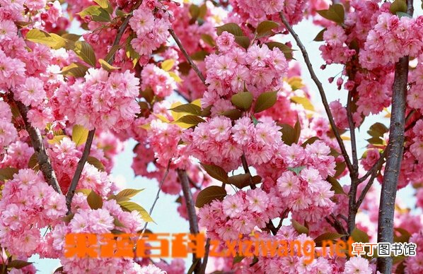 樱花的种类有哪些 樱花的品种图片