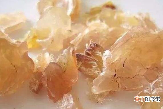雪蛤哪些人不能吃 雪蛤的副作用和禁忌