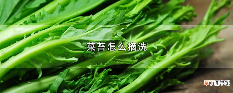 菜苔怎么摘洗
