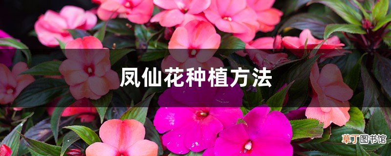 凤仙花种植方法,种子传播方式