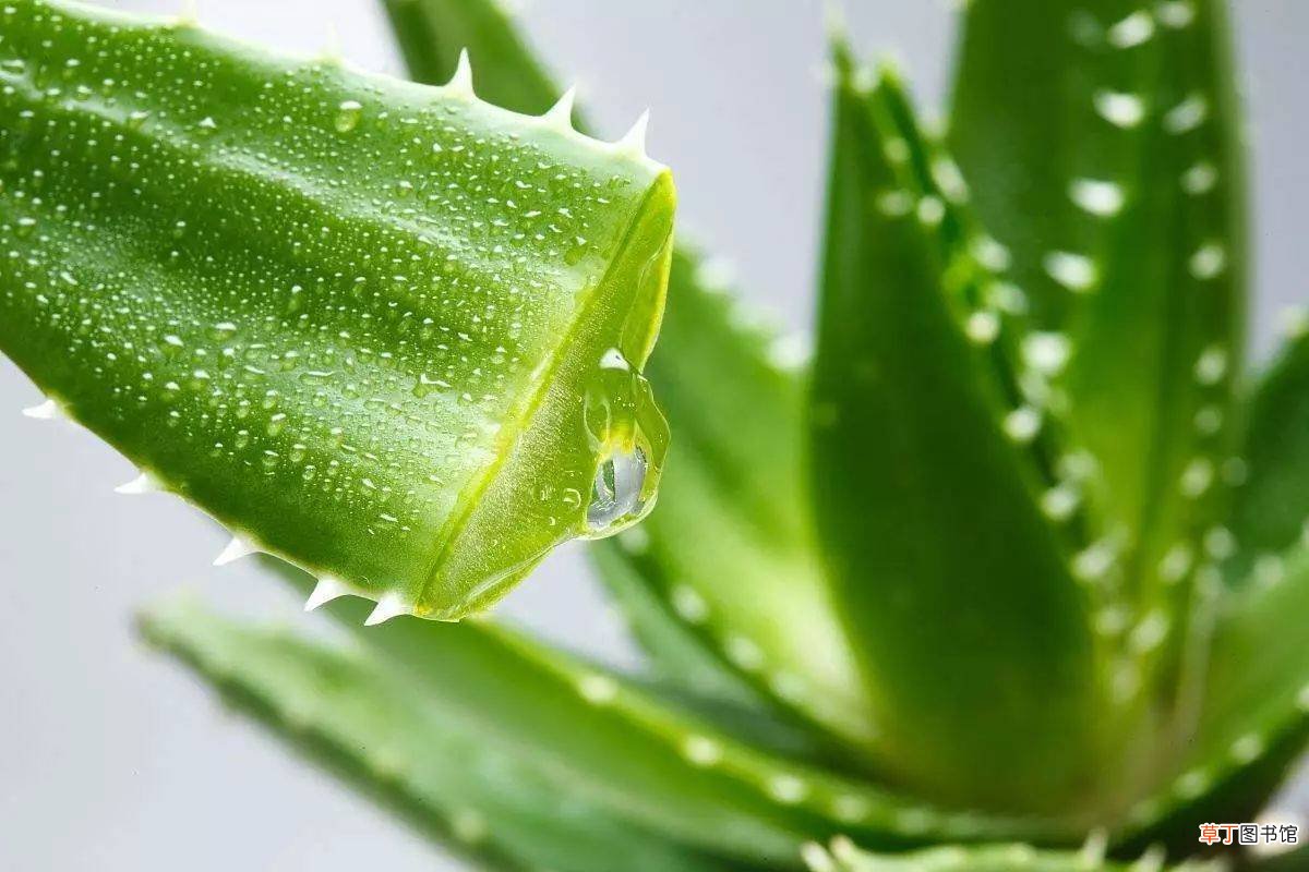 芦荟可以去斑点吗-涂新鲜芦荟能消除脸部斑点吗