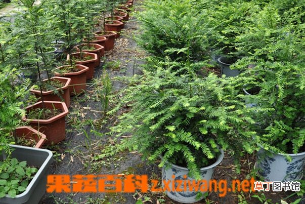 红豆杉叶子发黄原因 红豆杉叶子干枯怎么办