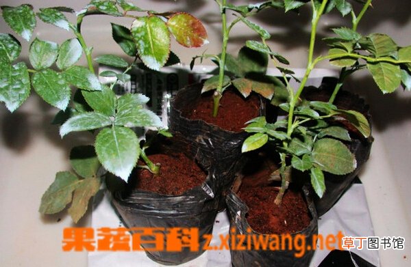 玫瑰花苗盆栽怎么种
