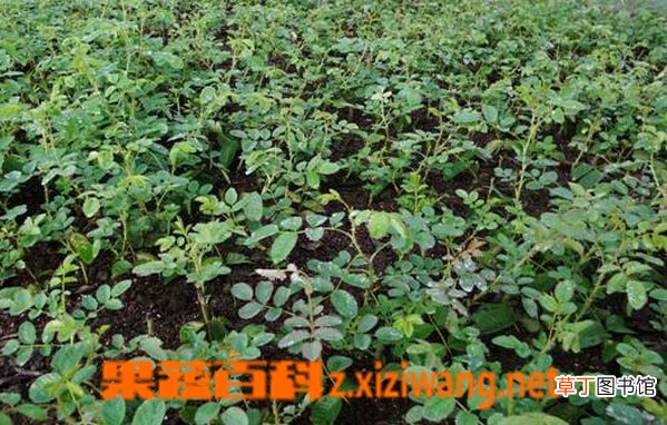玫瑰花苗的种植方法