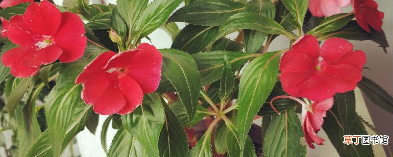 盆栽凤仙花怎么养才好，掉骨朵怎么办