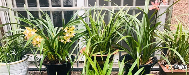 兰花分株最少分成几苗,正确的分株方法介绍