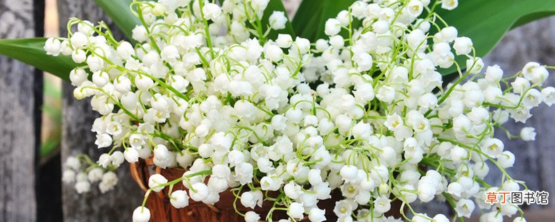 铃兰开花时间，花期如何养护