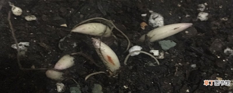 铃兰浇水方法，水多了怎么办
