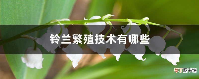铃兰繁殖技术有哪些，成活率高吗