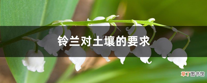 铃兰对土壤的要求，其他养护因素有哪些