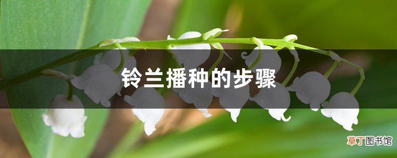 铃兰播种的步骤，播种时间在什么时候
