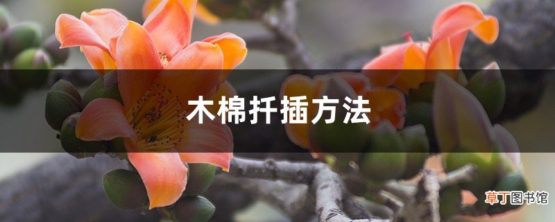 木棉扦插方法，扦插苗要多久开花
