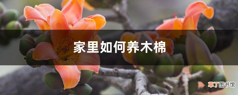 家里如何养木棉，家里种有什么寓意吗