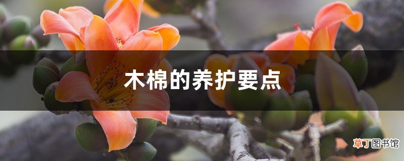 木棉的养护要点，可以种在北方么