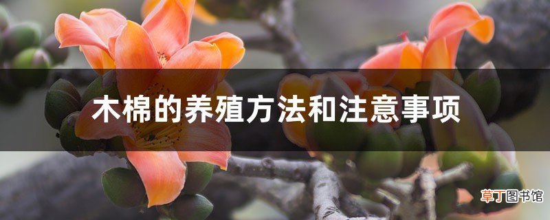 木棉的养殖方法和注意事项，适合种在什么地方