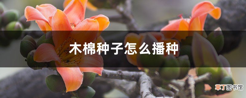 木棉种子怎么播种，什么时候种