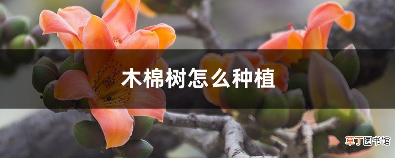 木棉树怎么种植，种子可以种植吗