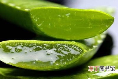 新鲜芦荟可以去痘印吗-新鲜芦荟怎么使用可以去痘印