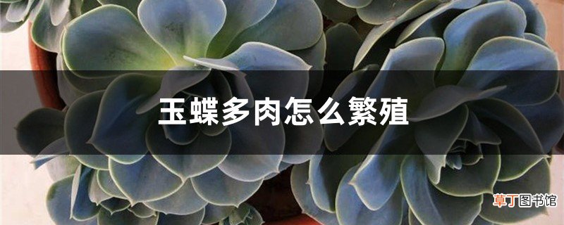 玉蝶多肉怎么繁殖，怎么养容易爆盆