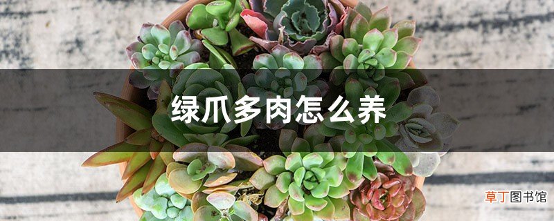 绿爪多肉怎么养，怎么繁殖