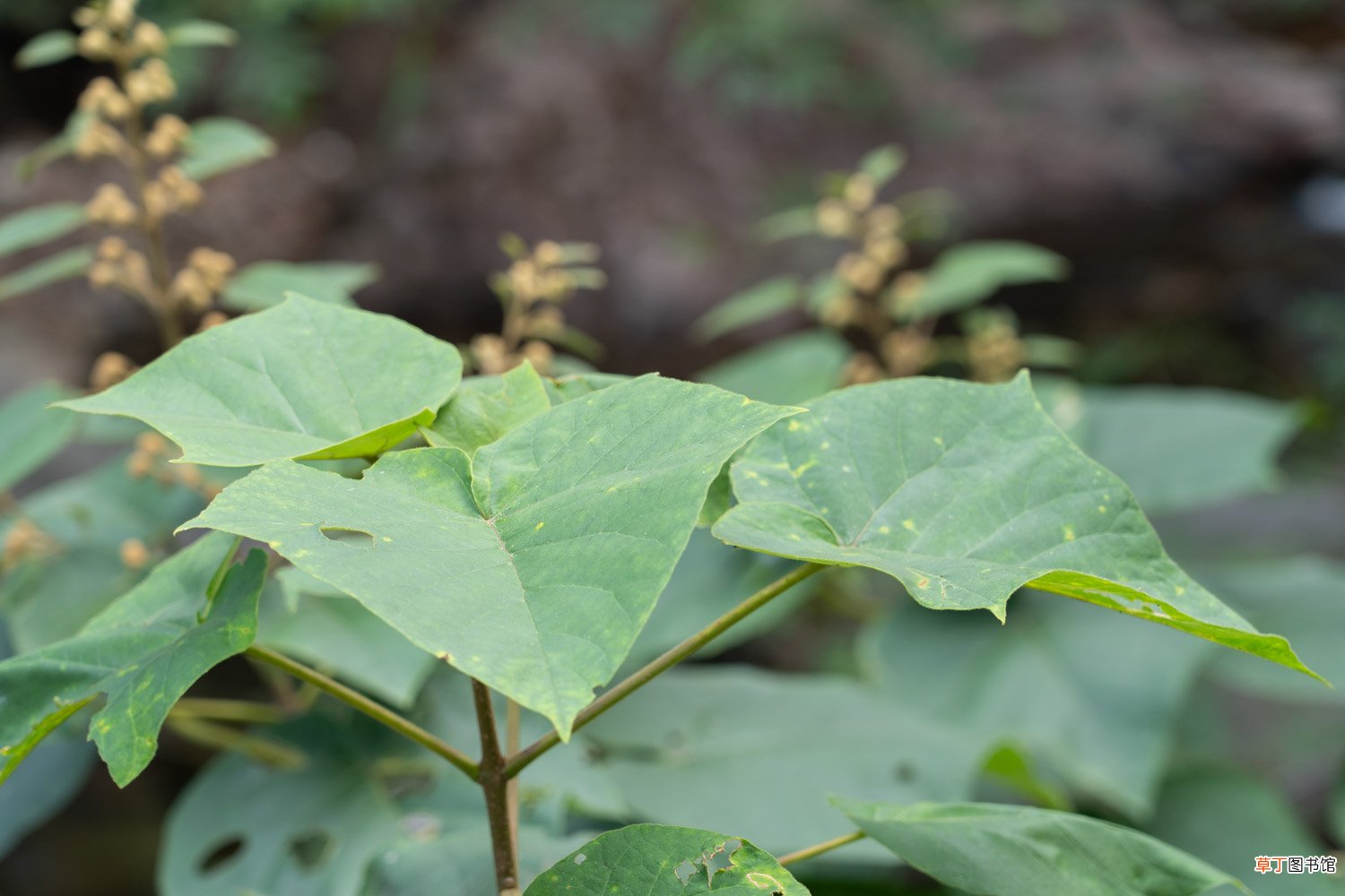 泡桐是什么植物，如何繁殖