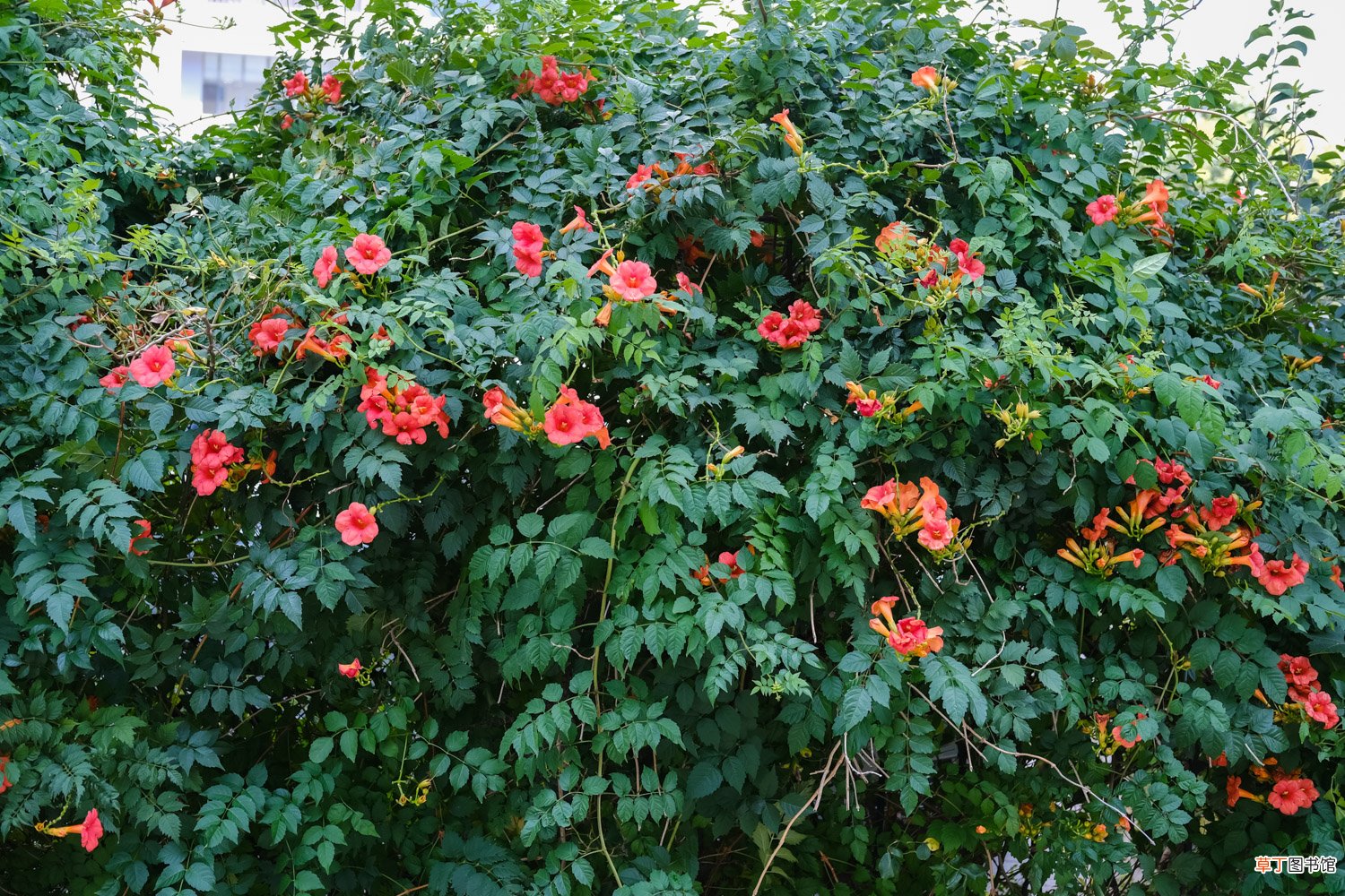 盆栽凌霄花冬天怎么管理，冬季最低温度